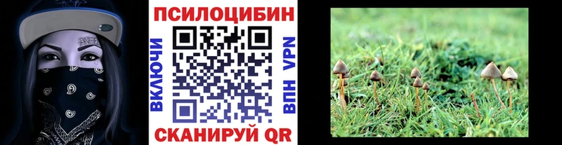Галлюциногенные грибы Psilocybe  где продают   Кущёвская 